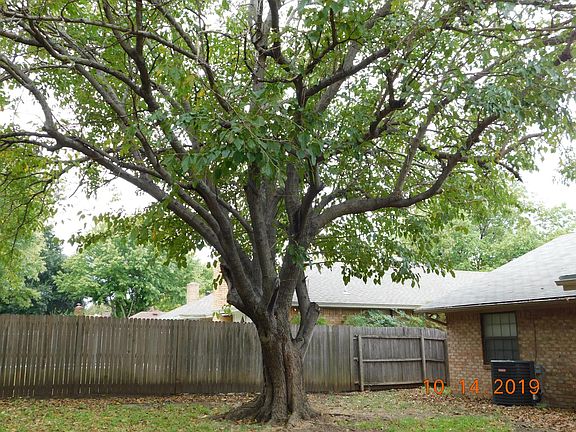 Listen to the birds in this tree.