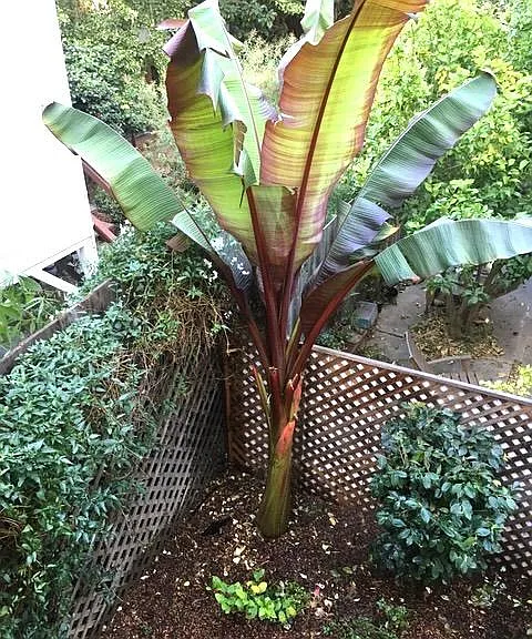 Part of rear yard, seen from above.