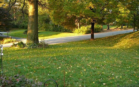 Front yard