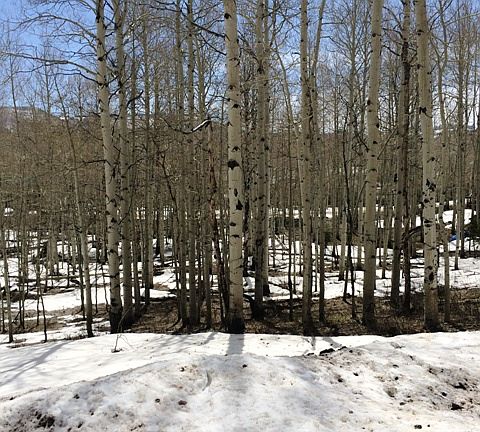 4th image of 3949 South Blue Spruce