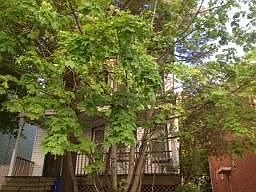 2nd image of 62 40th St