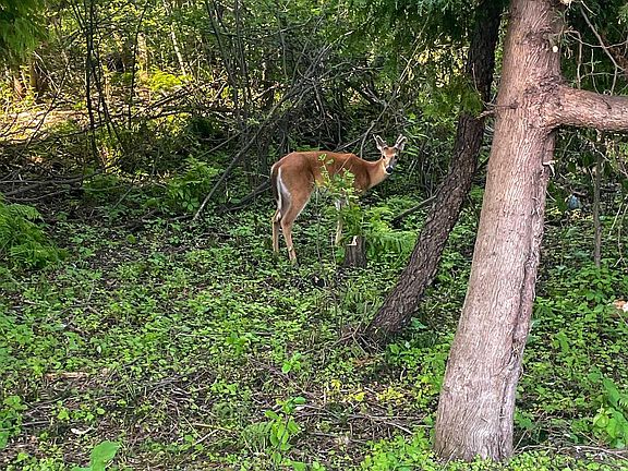 5th image of 632 Union St