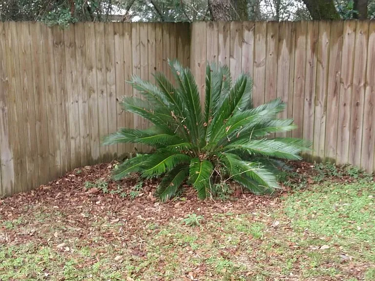 Backyard right side