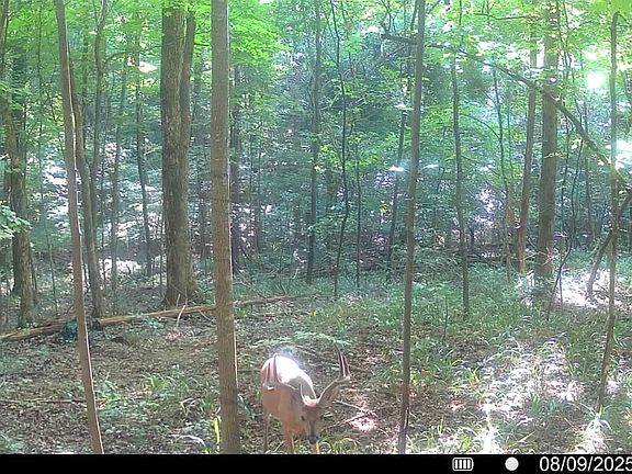 5th image of 510 Rogues Fork Rd