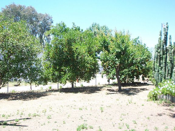 Fruit Trees