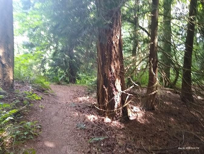 Trail in the forest park, about a 4 minute walk from the house. It extends to Goat Hill, and for the ambitious, all the way down to Juanita Beach Park. This setting is remarkable considering that the house is only a few minutes by car to the newly enhance