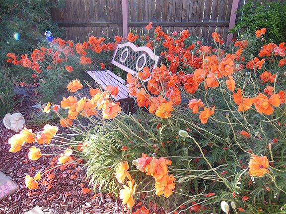 Back Poppies in Spring