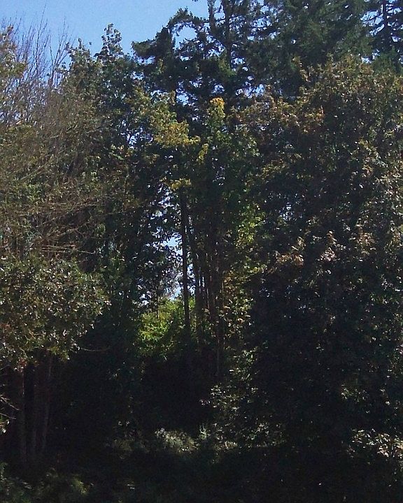 2nd image of 704 Grove Ln SE