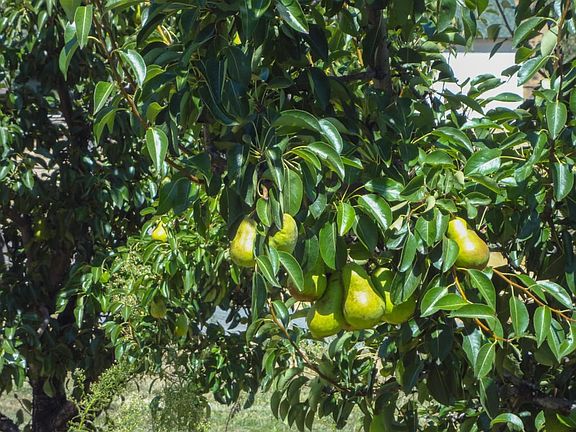 Bountiful Harvest