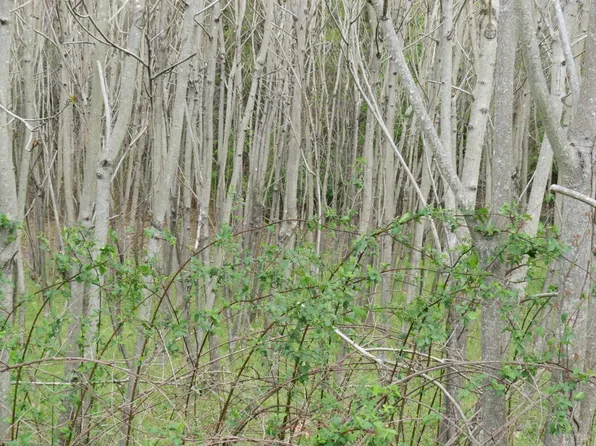 LOT 66 Cornfield Ln, Appomattox, VA 24522