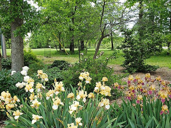 Iris gardens