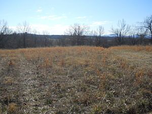 2nd image of 14AC Cottonwood