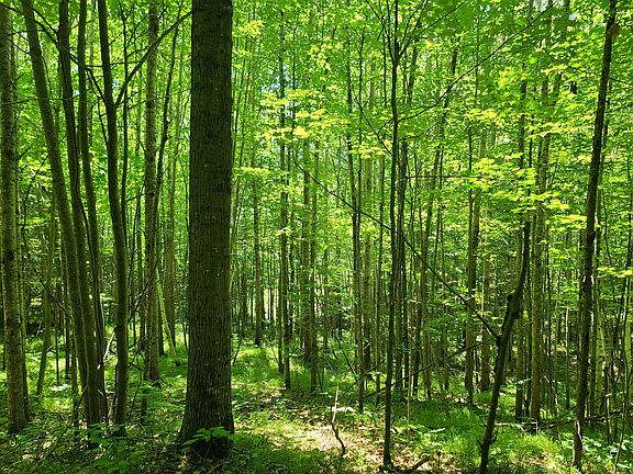 2nd image of Simon Rd #78ACRES