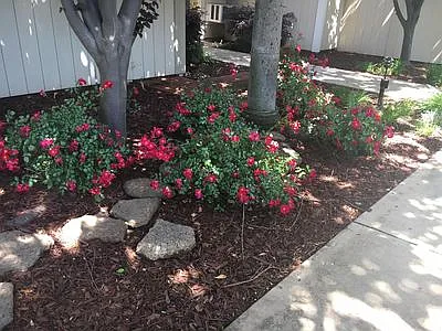 Live Oak Apartments — Photo 105