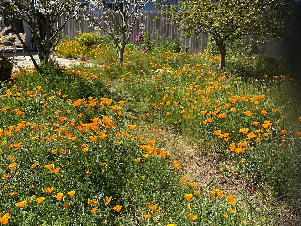 Back yard