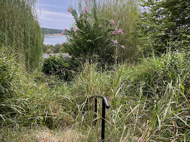 back garden and privacy