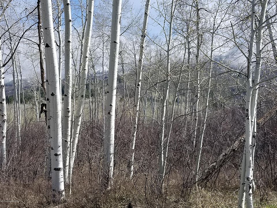 2nd image of North Frst