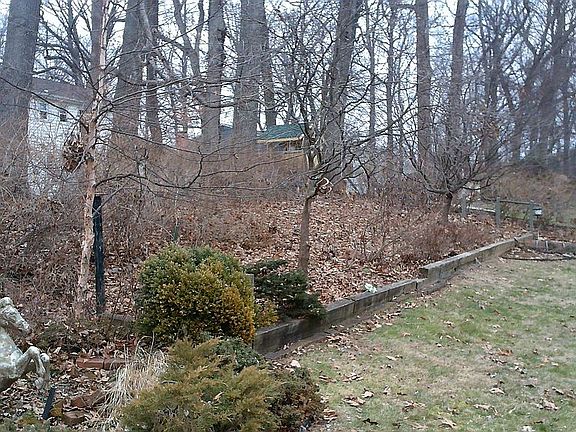 Back wooded and garden area