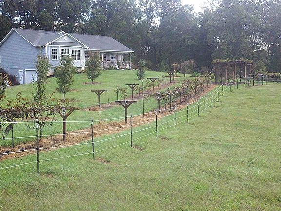 Grape Vines & Landscaping