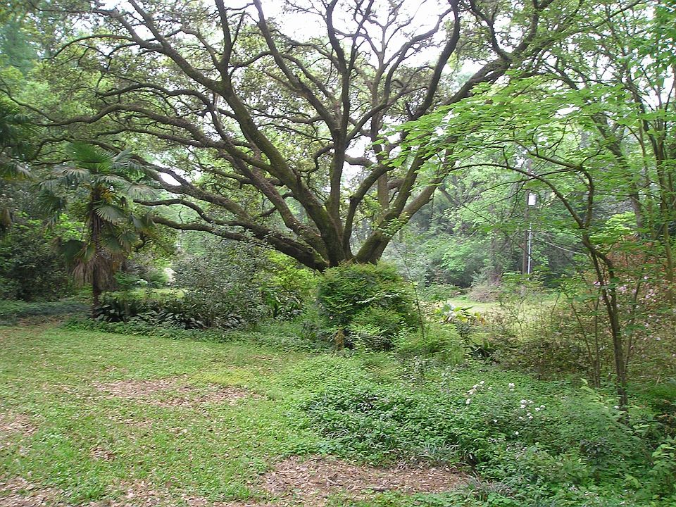 5 Live Oaks on property