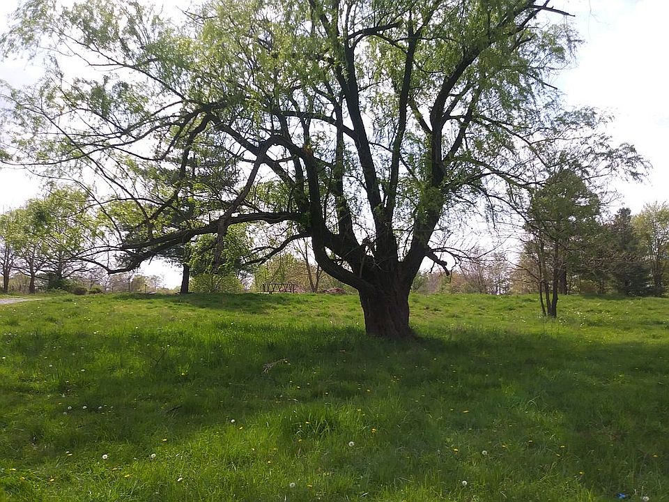 Willow Tree Front Yard