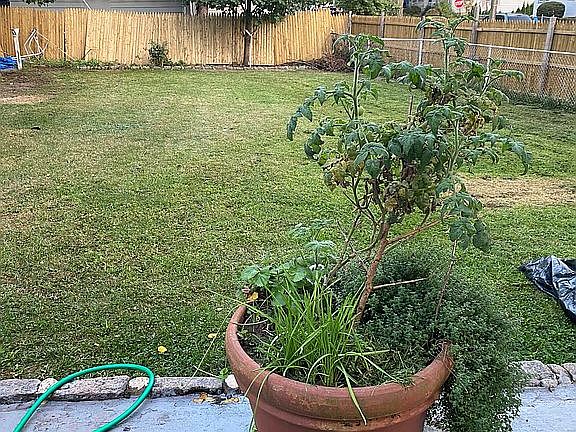 Backyard