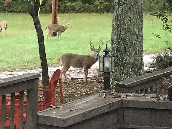 Deer