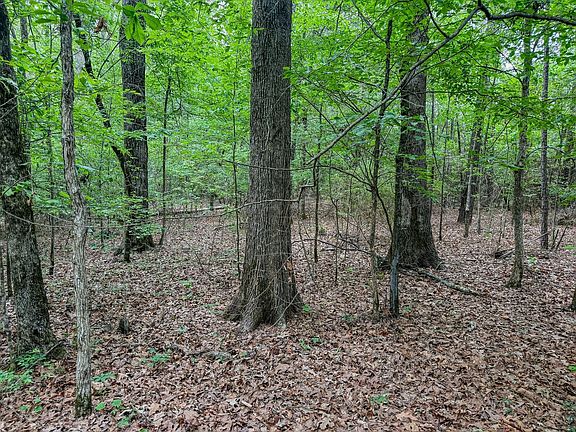 Compass South Land Sales Louisiana Big Cane Creek 3