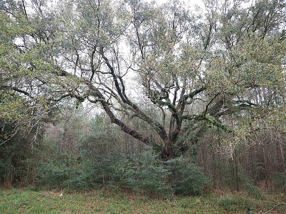 3rd image of 9242 Fm 943 Rd