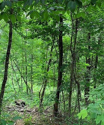 5th image of 00 Saunook Road