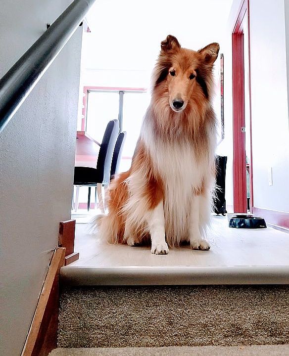 Dog - Won't Enter Guest Area