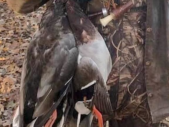 5th image of 118 Cloar Rd