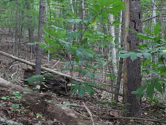 3rd image of 198 Hill Cemetery Ln