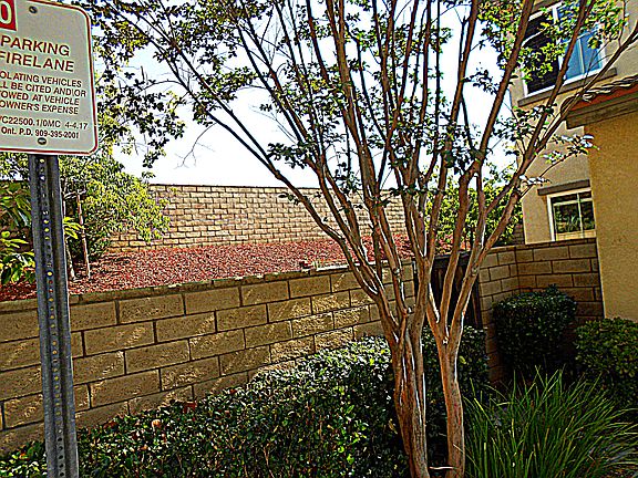5th image of 518 N Placer Privado
