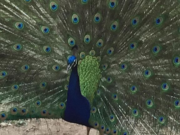 Patrolled by pride of peacocks.