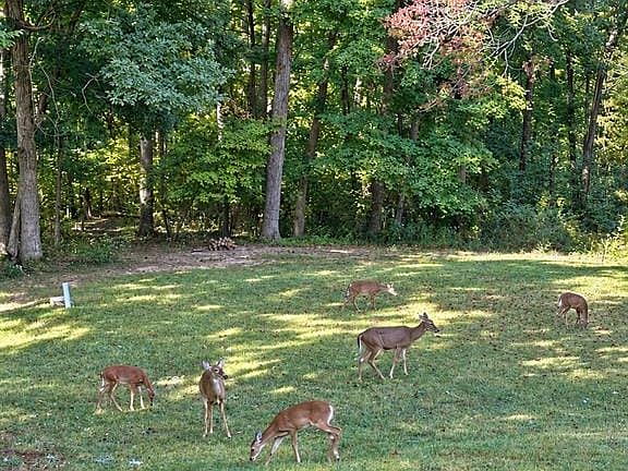 Deer in backyard October 2026