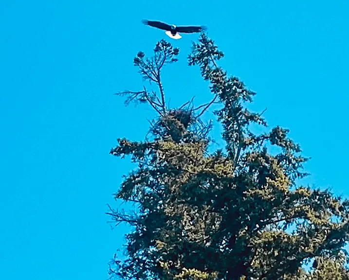 View of Eagle nest from backyard