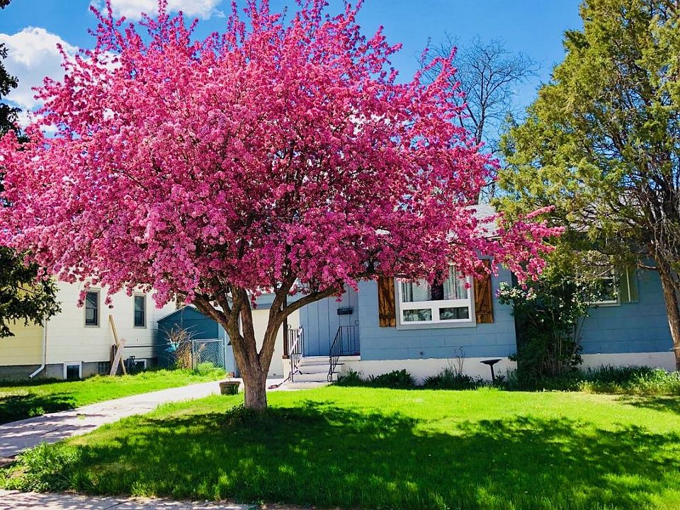 Spring bloom