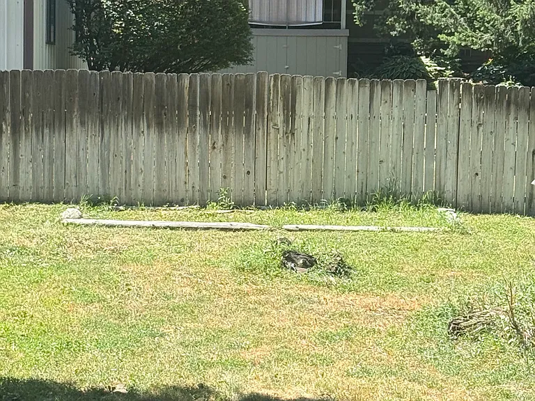 Backyard, unfenced