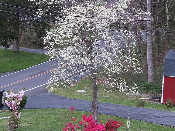 dogwood and azaleas