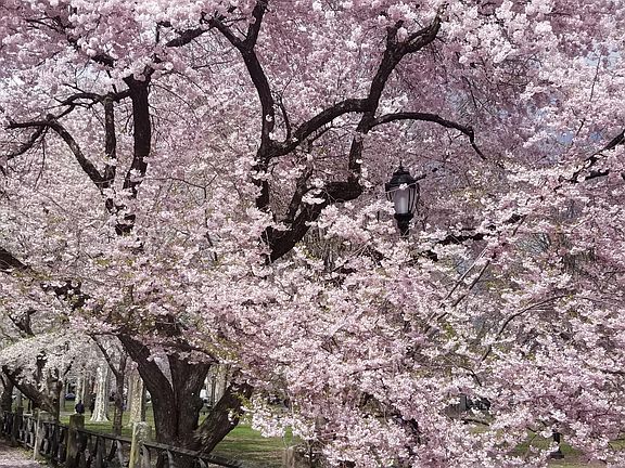 Wooster Square Cherry Blossoms