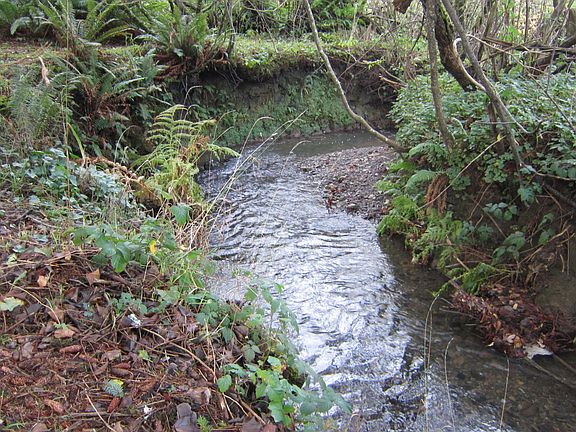 back yard creek