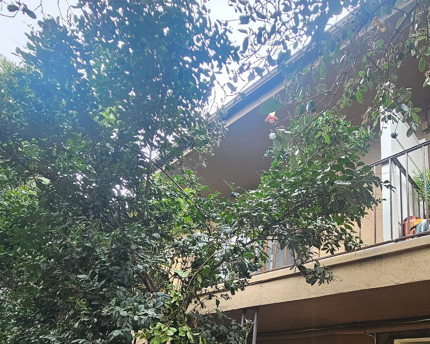 Grossmont Terrace Apartments — Photo 1
