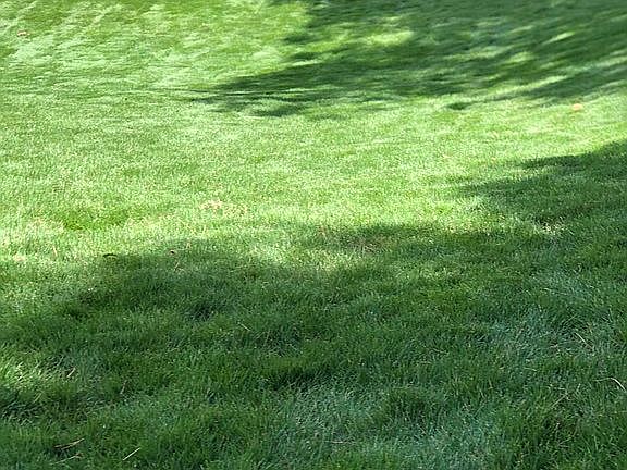 Newly landscaped backyard