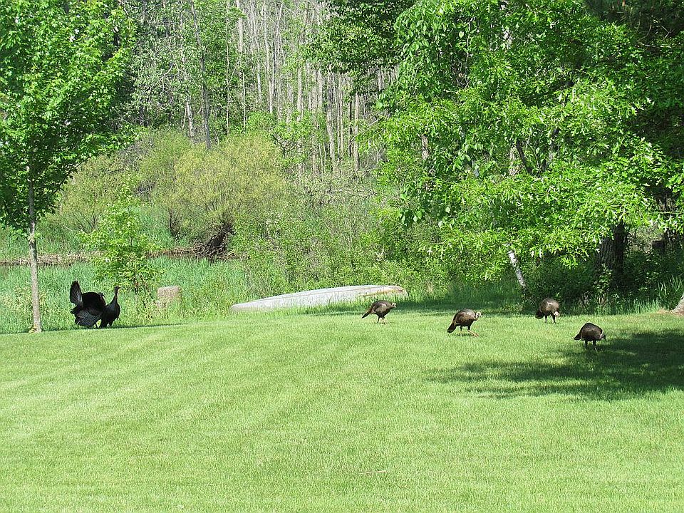 Abundance of wildlife
