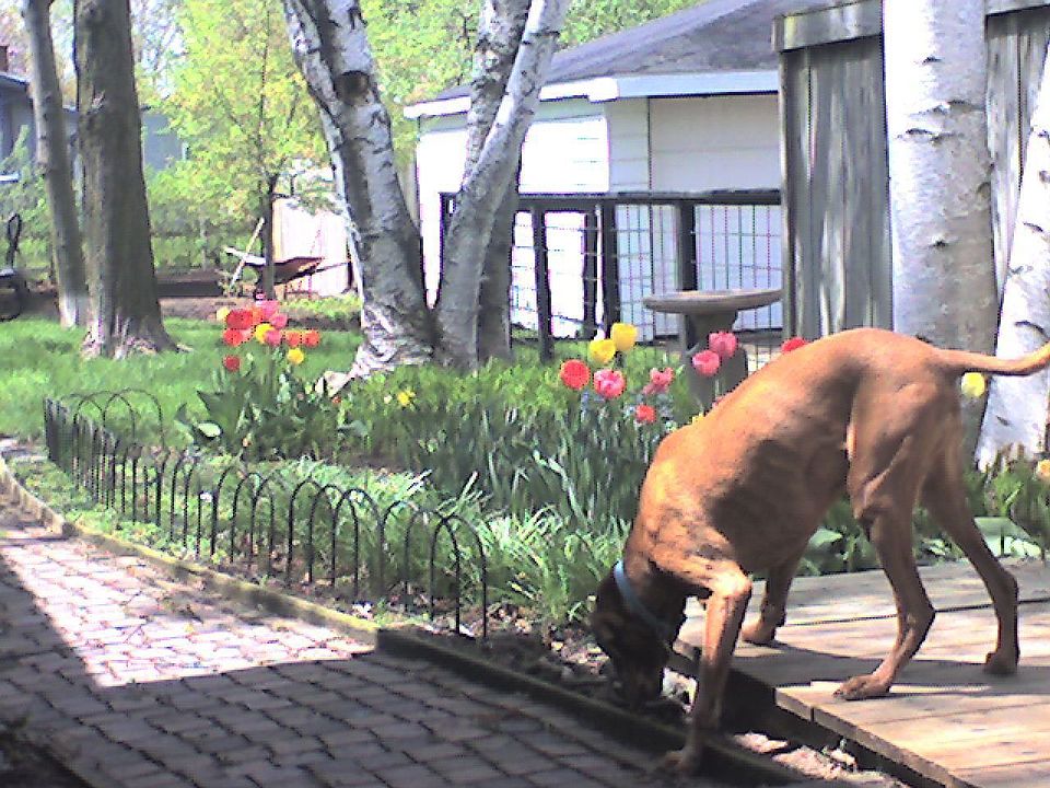 Side garden (Spring 2009)