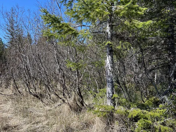 Nhn Rink Rd, Gustavus, AK 99826