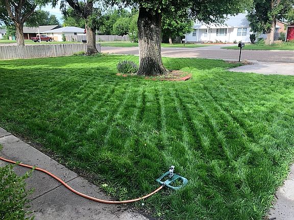 Front yard, summer 2019