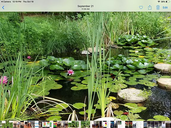 Pond w/ fish, Frogs, Lilies