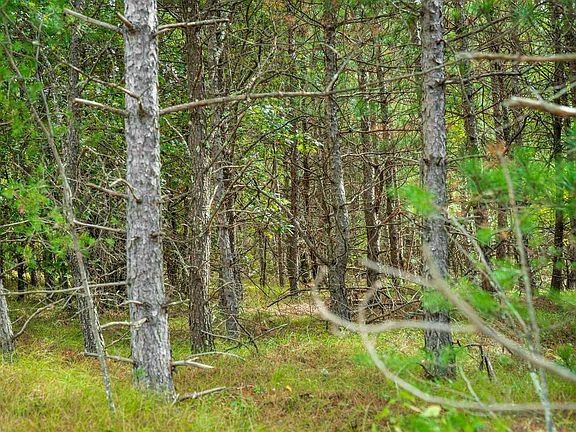 4th image of 40/AC Horse Creek Rd